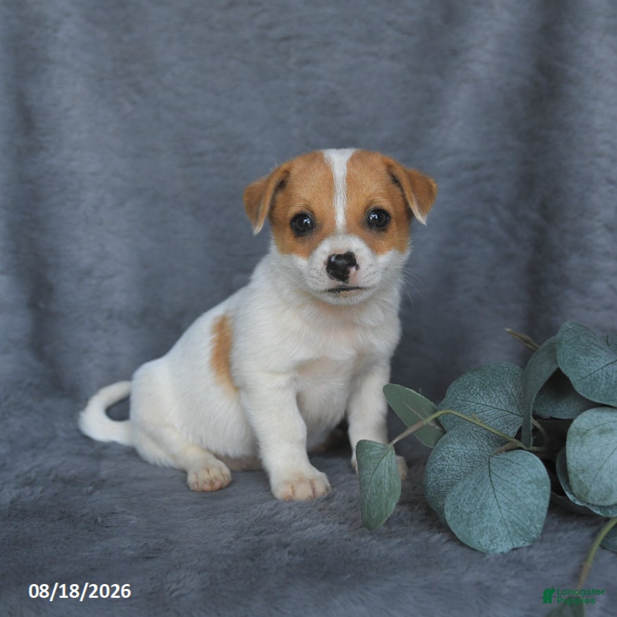 Mixed Breed dogs Riley - Ad 2