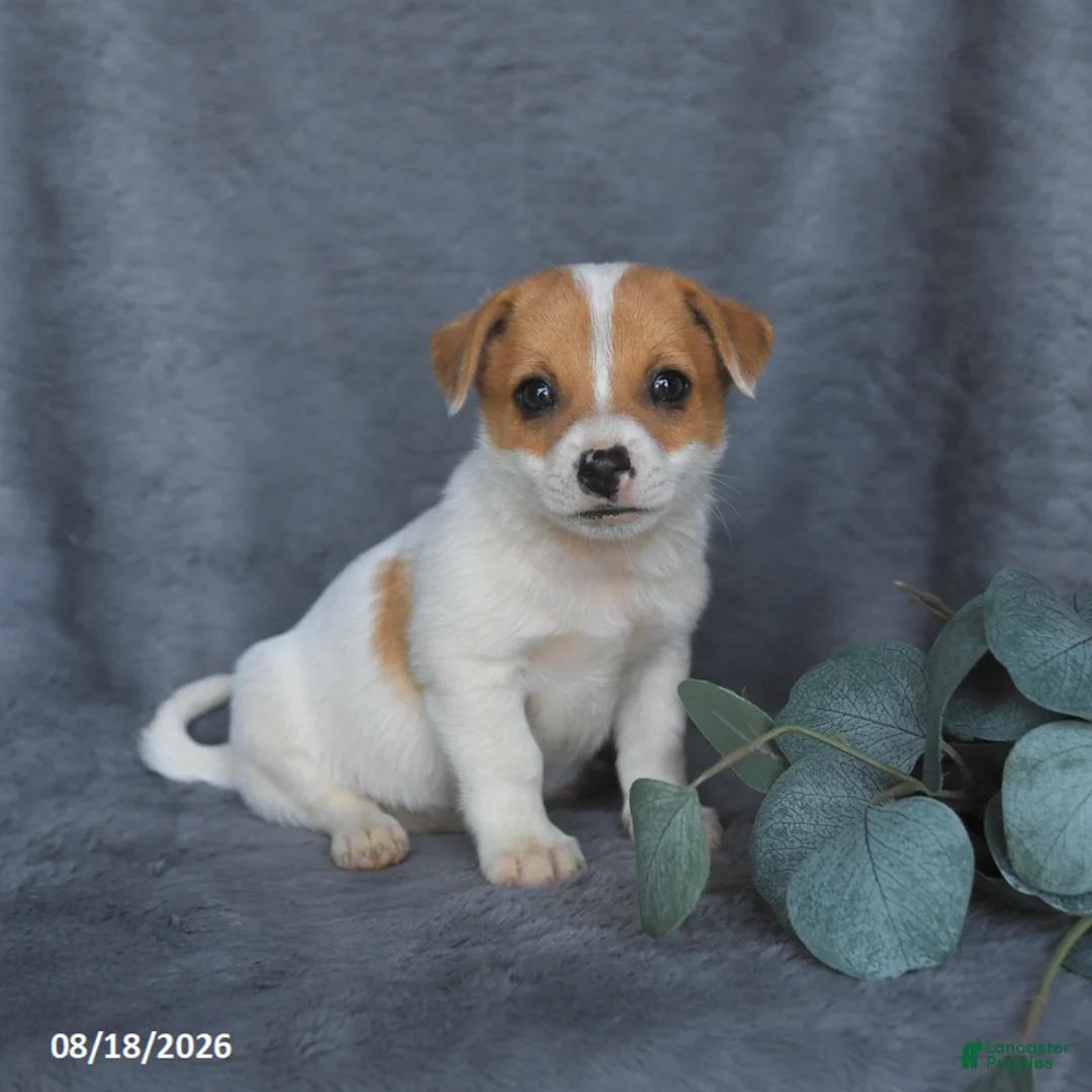 Mixed Breed dogs for sale: Riley - Ad 2
