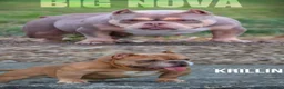 American Bully dogs for sale: Saweetie - Ad 7