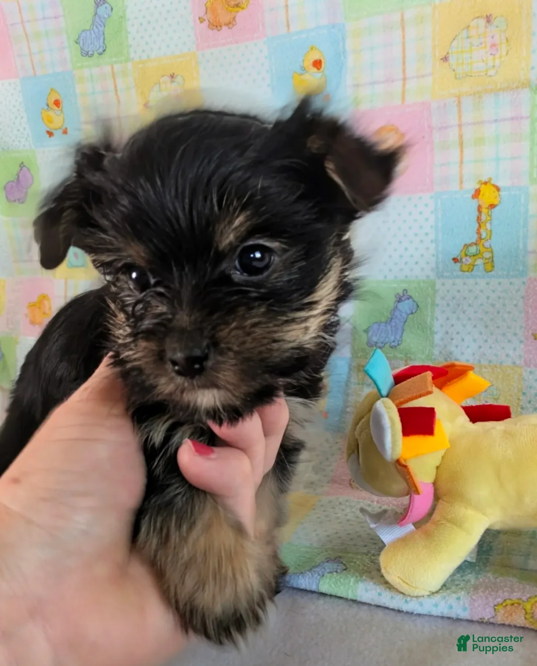 Yorkshire Terrier dogs for sale: Esme - Ad 1