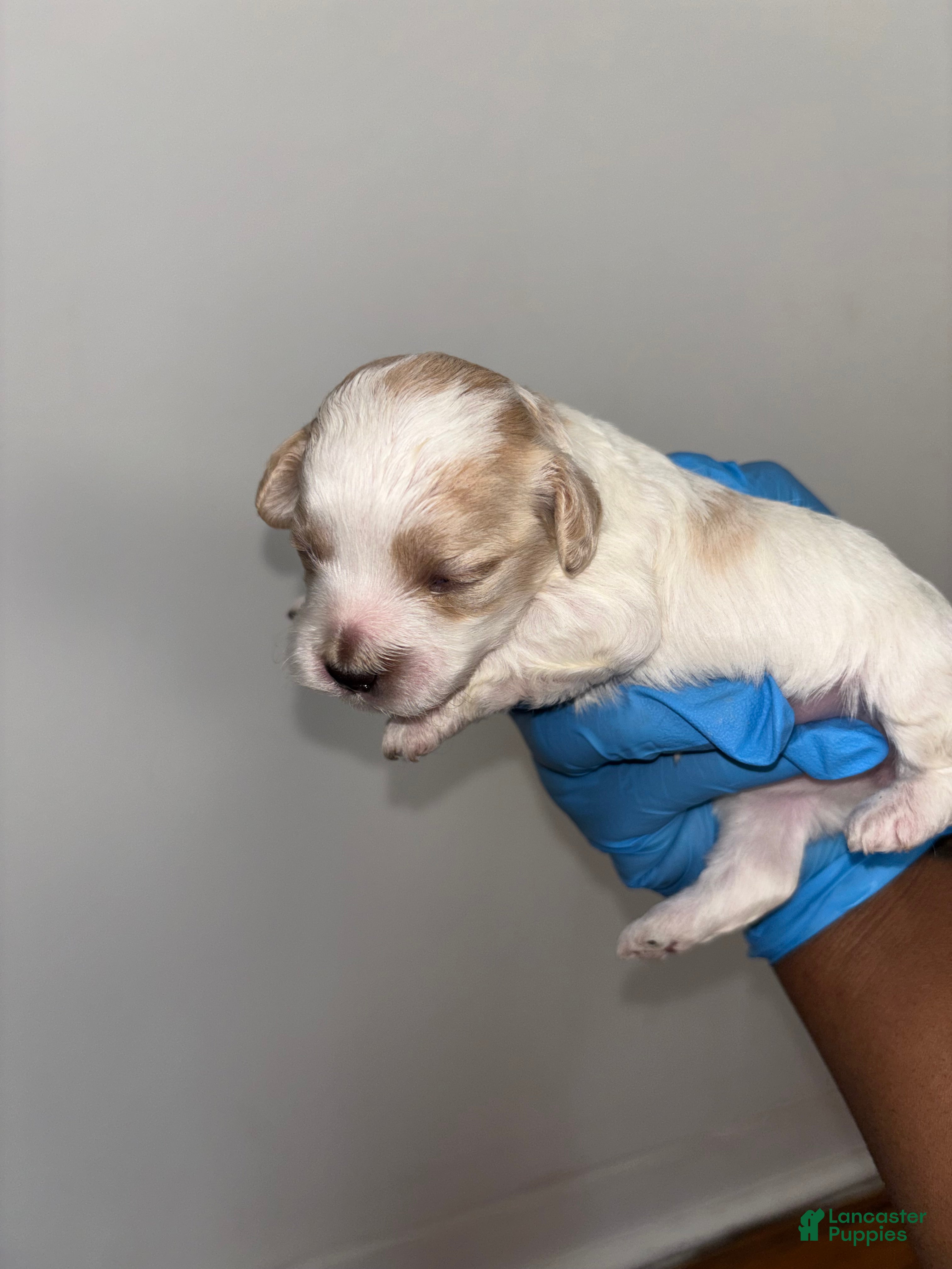 Mixed Breed dogs Mixed Breed Puppy 2 - Ad 7