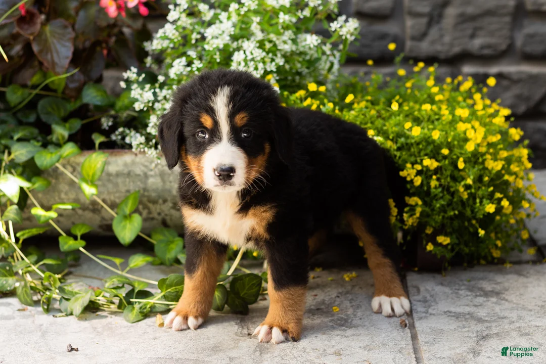 Bernese Mountain Dog dogs for sale: Marley  - Ad 2