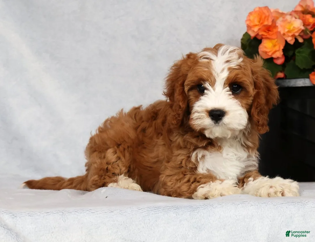 Cavapoo dogs for sale: Eddie - Ad 1
