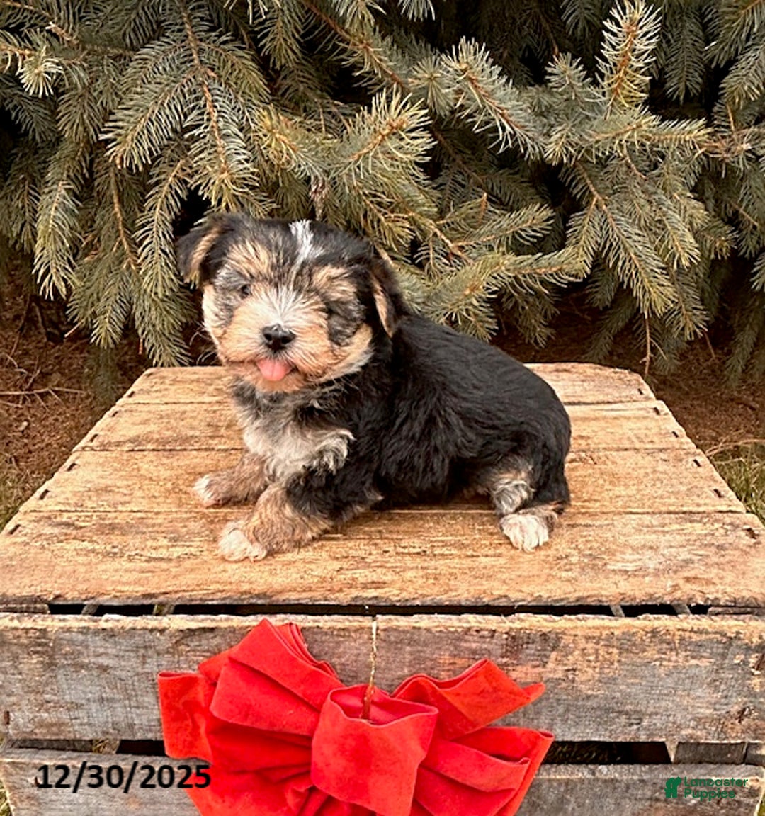 Morkie dogs for sale: Maxwell - Ad 2