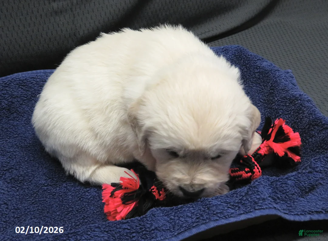 Golden Retriever dogs for sale: Snoopy - Ad 3