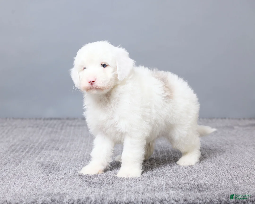 Sheepadoodle dogs for sale: Addison - Ad 10