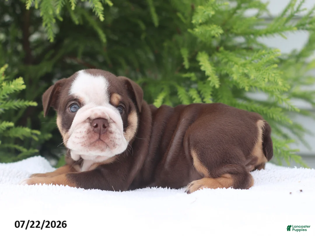 English Bulldog dogs for sale: Claudia - Ad 2