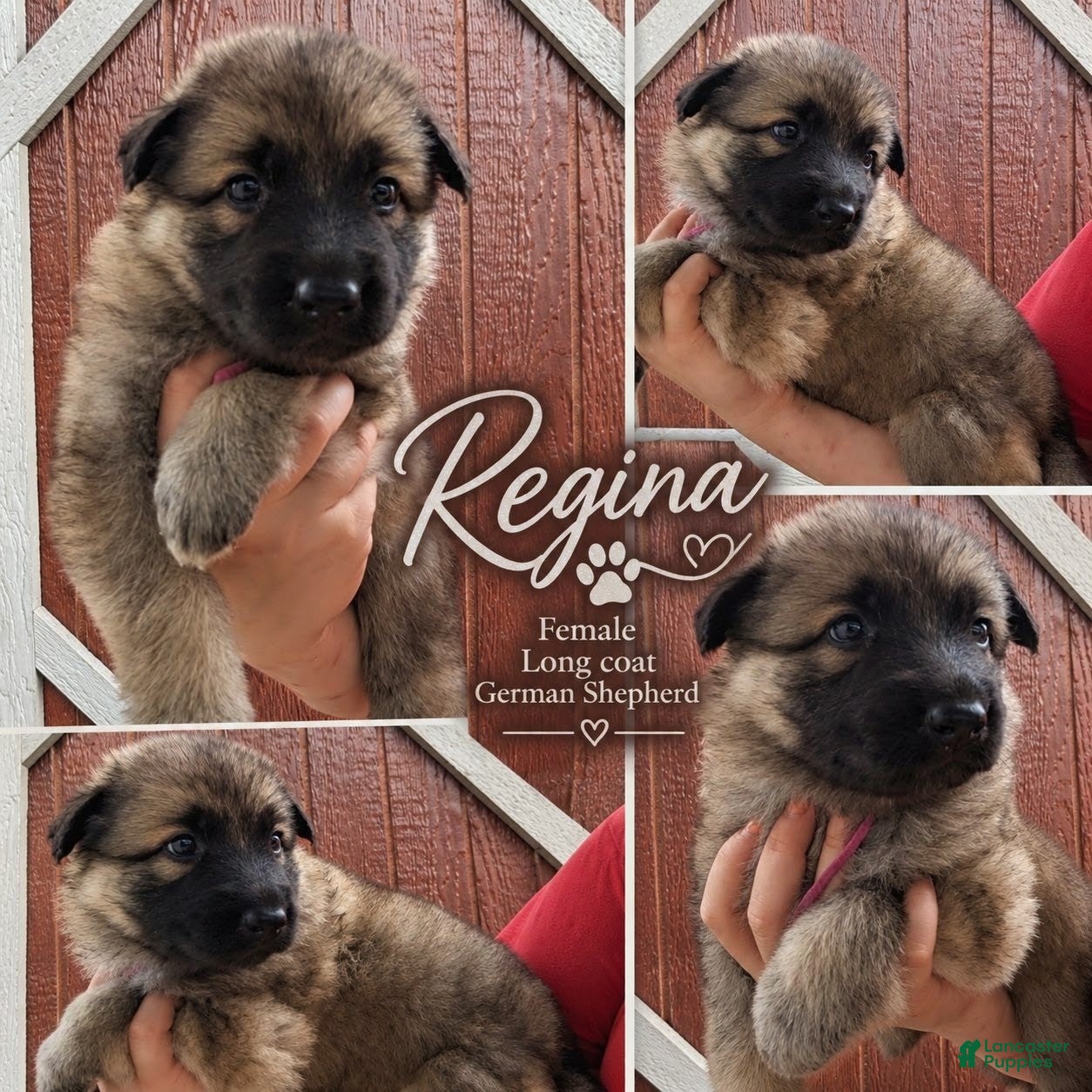 German Shepherd dogs Regina - Ad 20