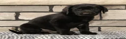 Labrador Retriever dogs for sale: Roger - Ad 4