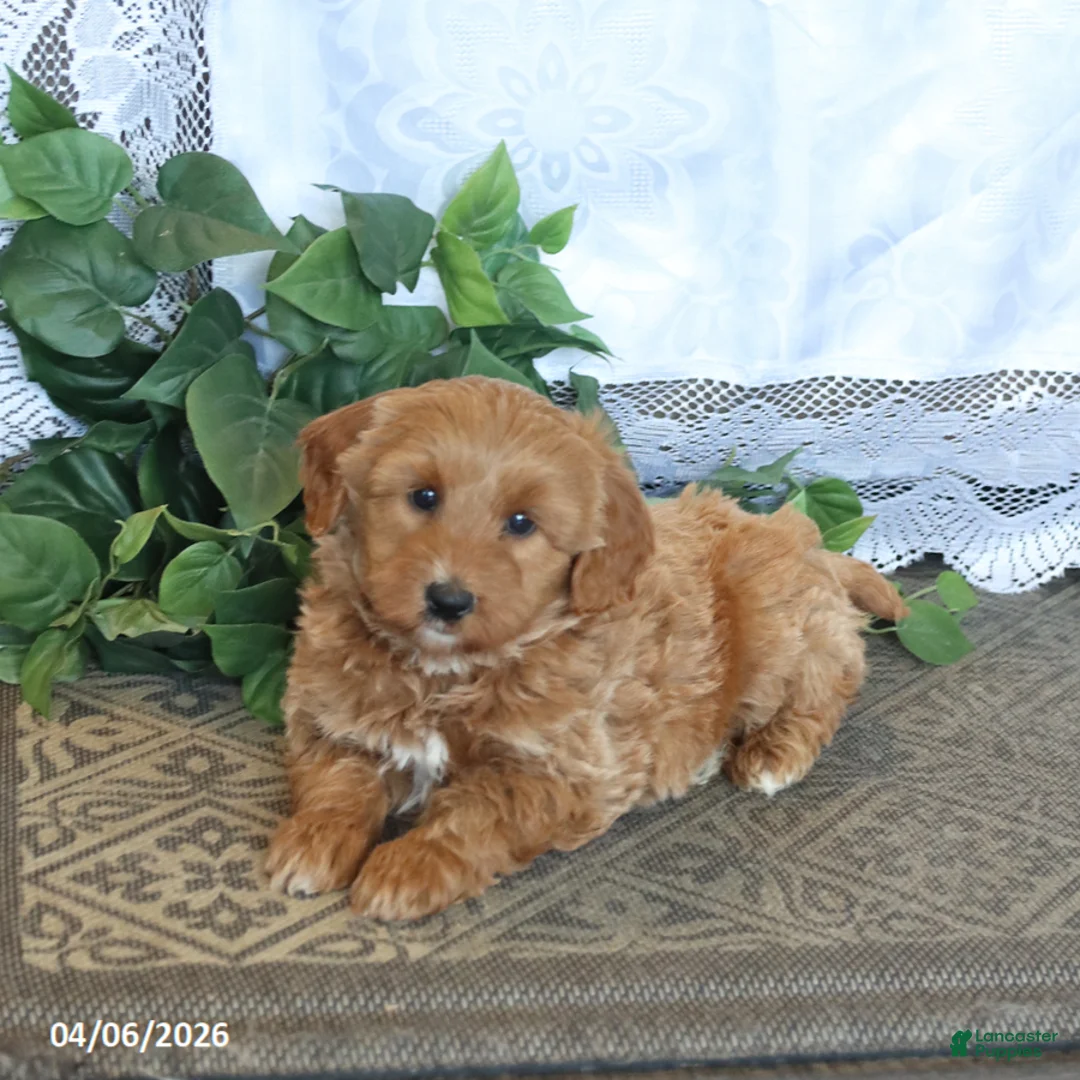 Mini Aussiedoodle dogs for sale: Taffy - Ad 1