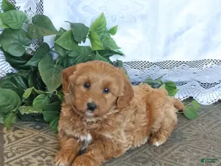 Mini Aussiedoodle dogs for sale: Taffy - Ad 1