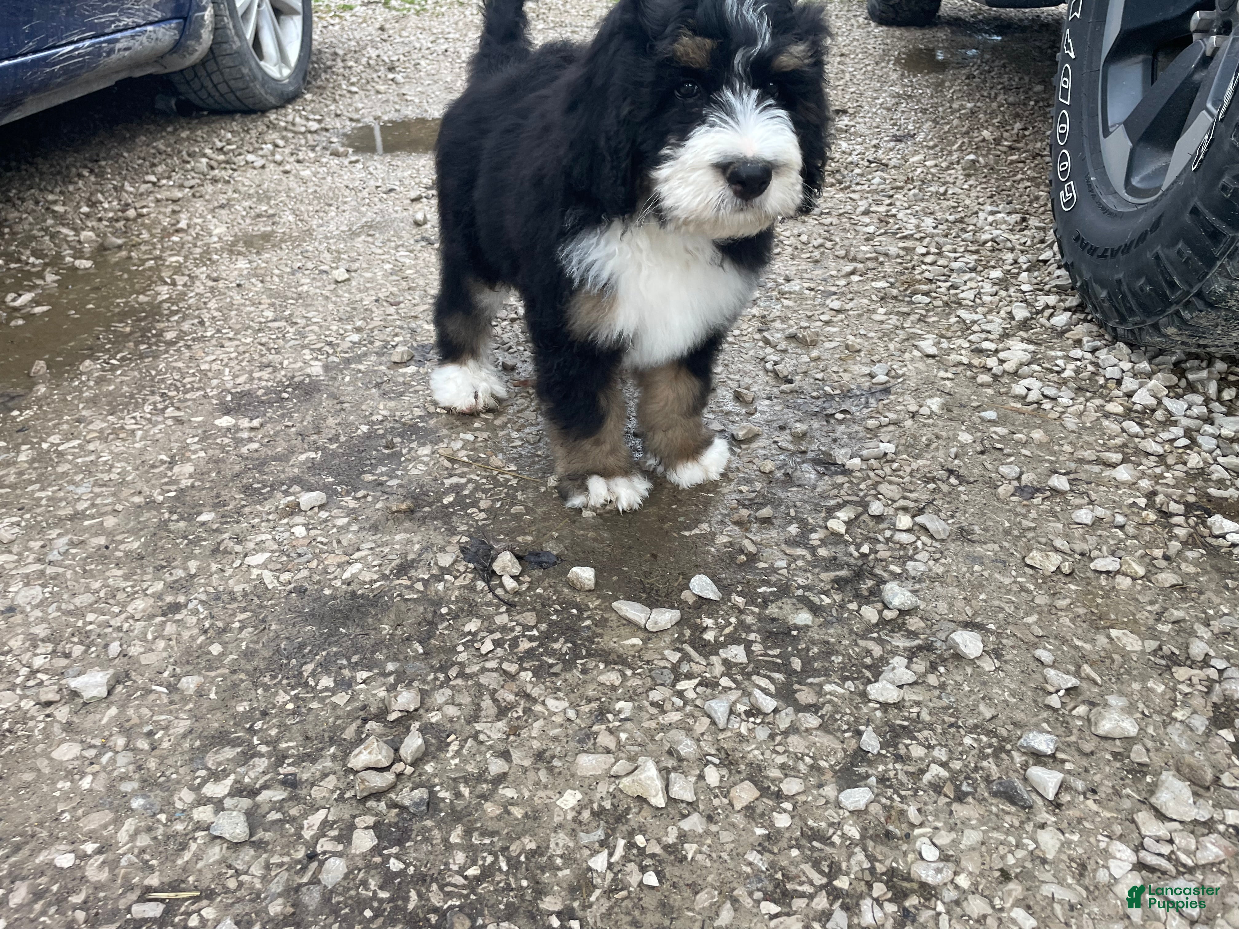 Bernedoodle dogs Bruno - Ad 1