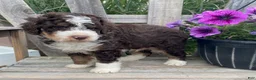 Mini Bernedoodle dogs for sale: Kosmo - Ad 4