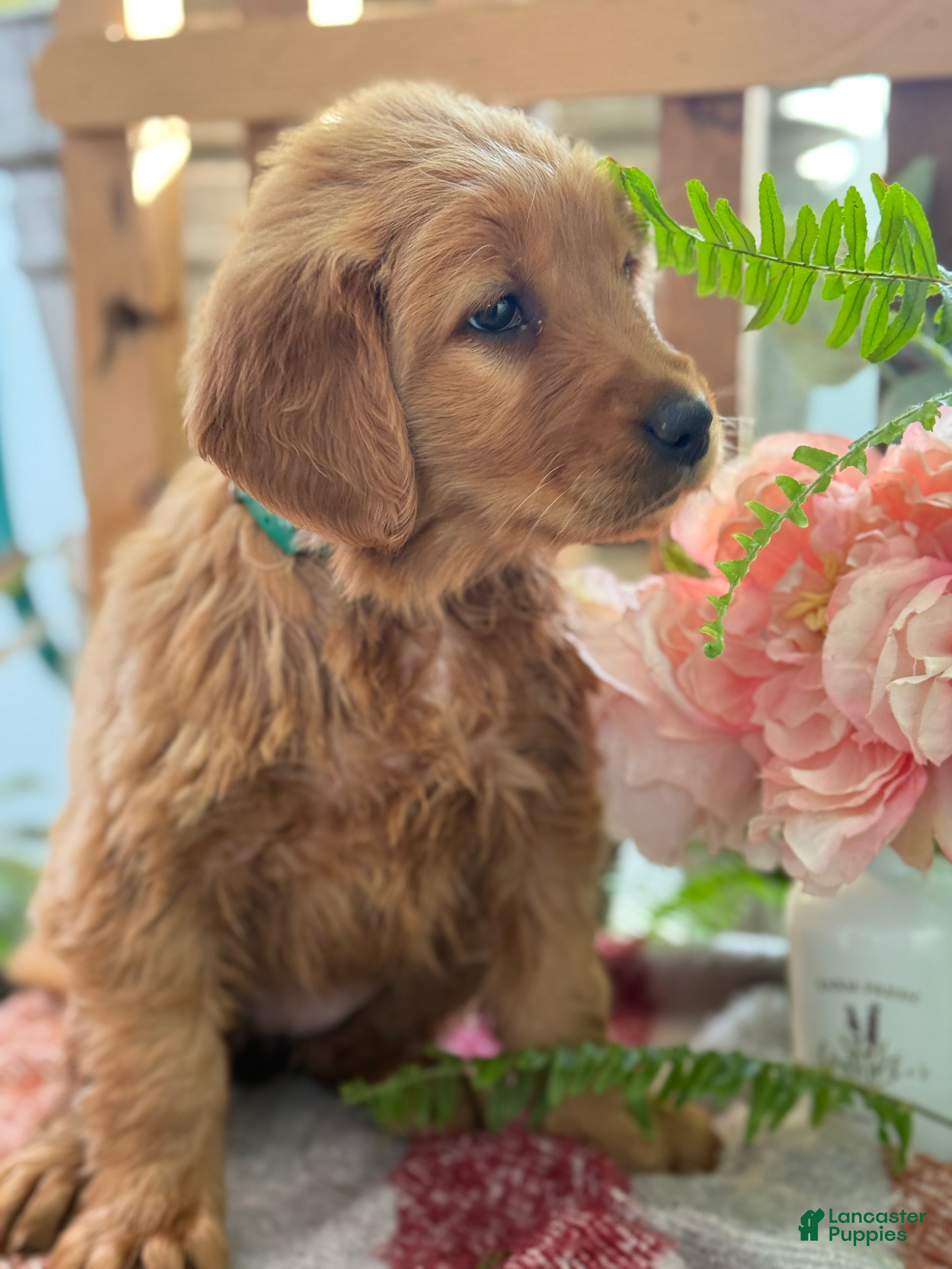 Golden Retriever dogs Rose - Ad 2