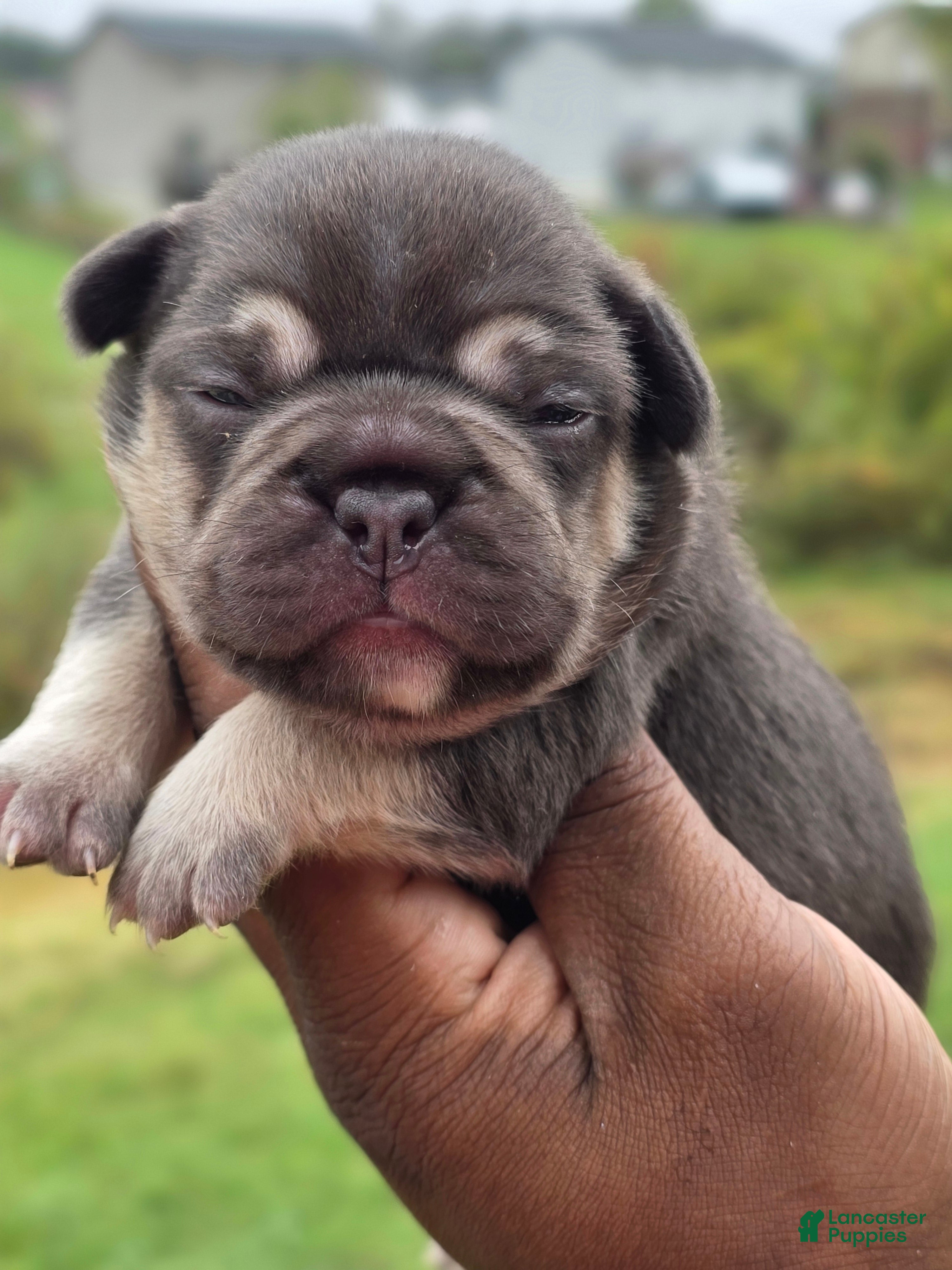 French Bulldog dogs Coco - Ad 2