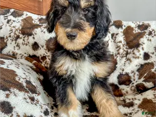 Mixed Breed dogs Leo - Ad 19