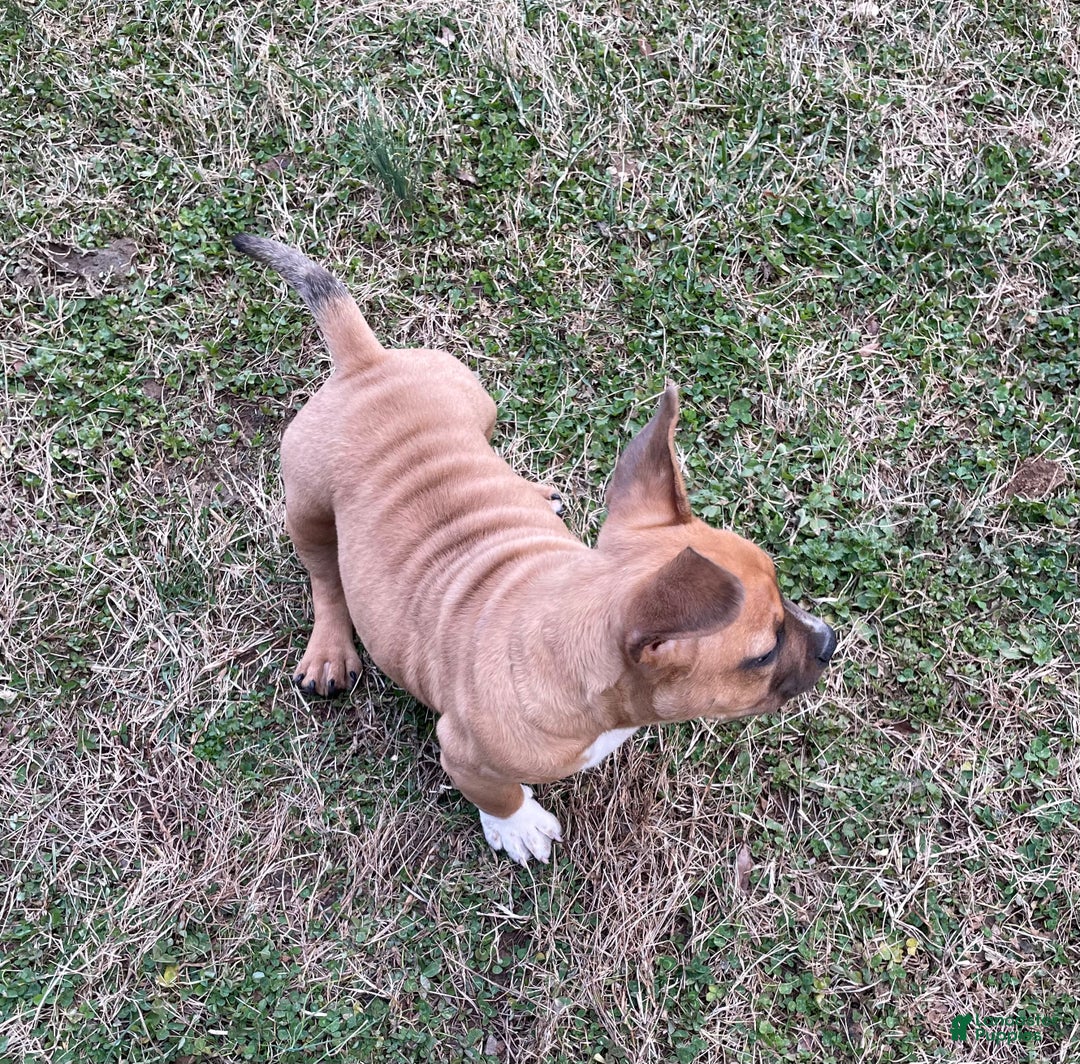 American Bully dogs for sale: Mocha - Ad 7