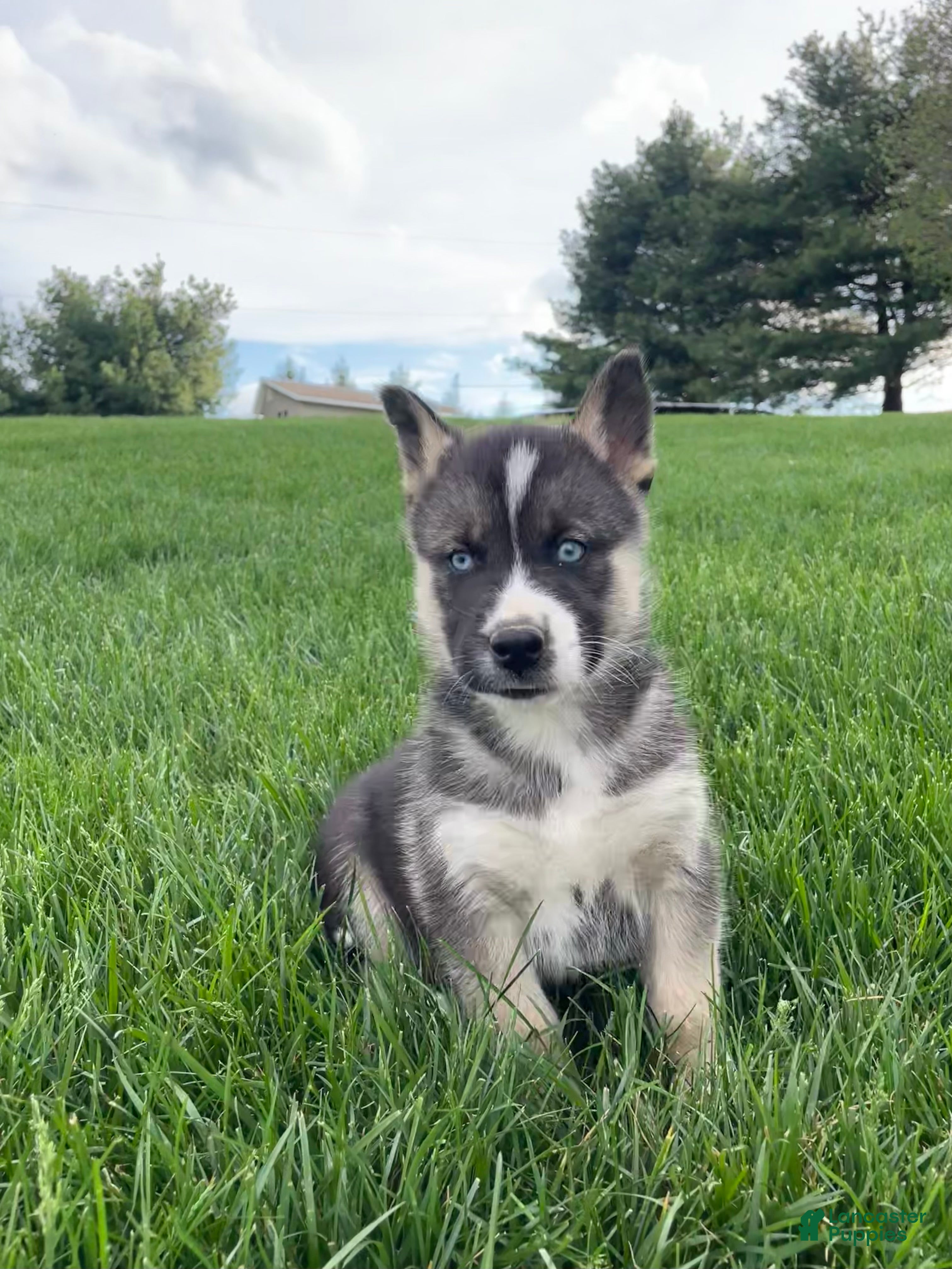 Gerberian Shepsky dogs Finn - Ad 1