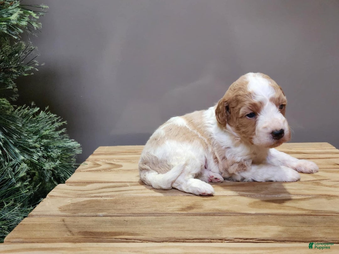 Mini Goldendoodle dogs for sale: Oma - Ad 3