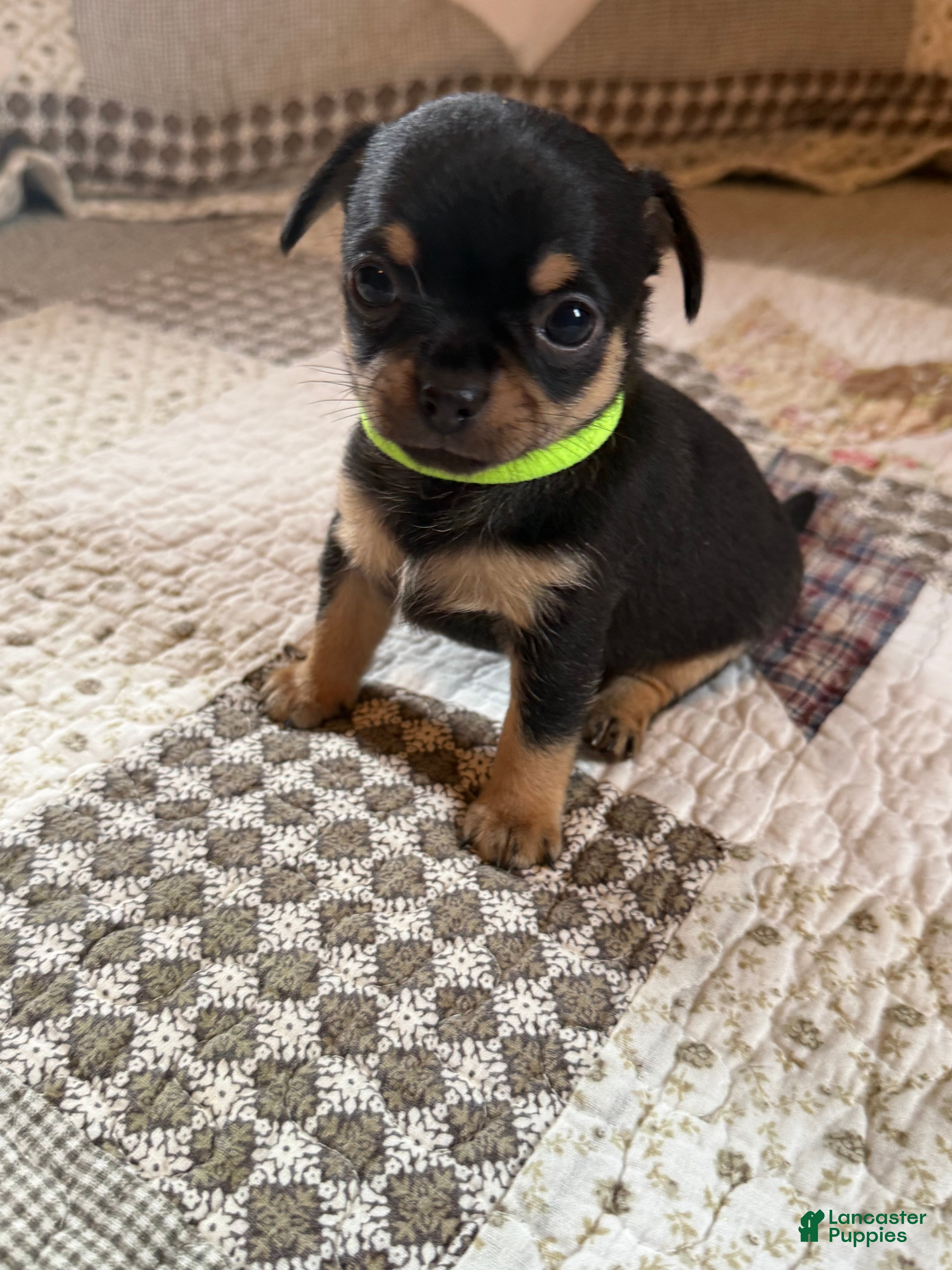 Chihuahua dogs Chihuahua 1 - Ad 2