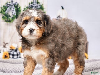 Mini Bernedoodle dogs - Ad 20