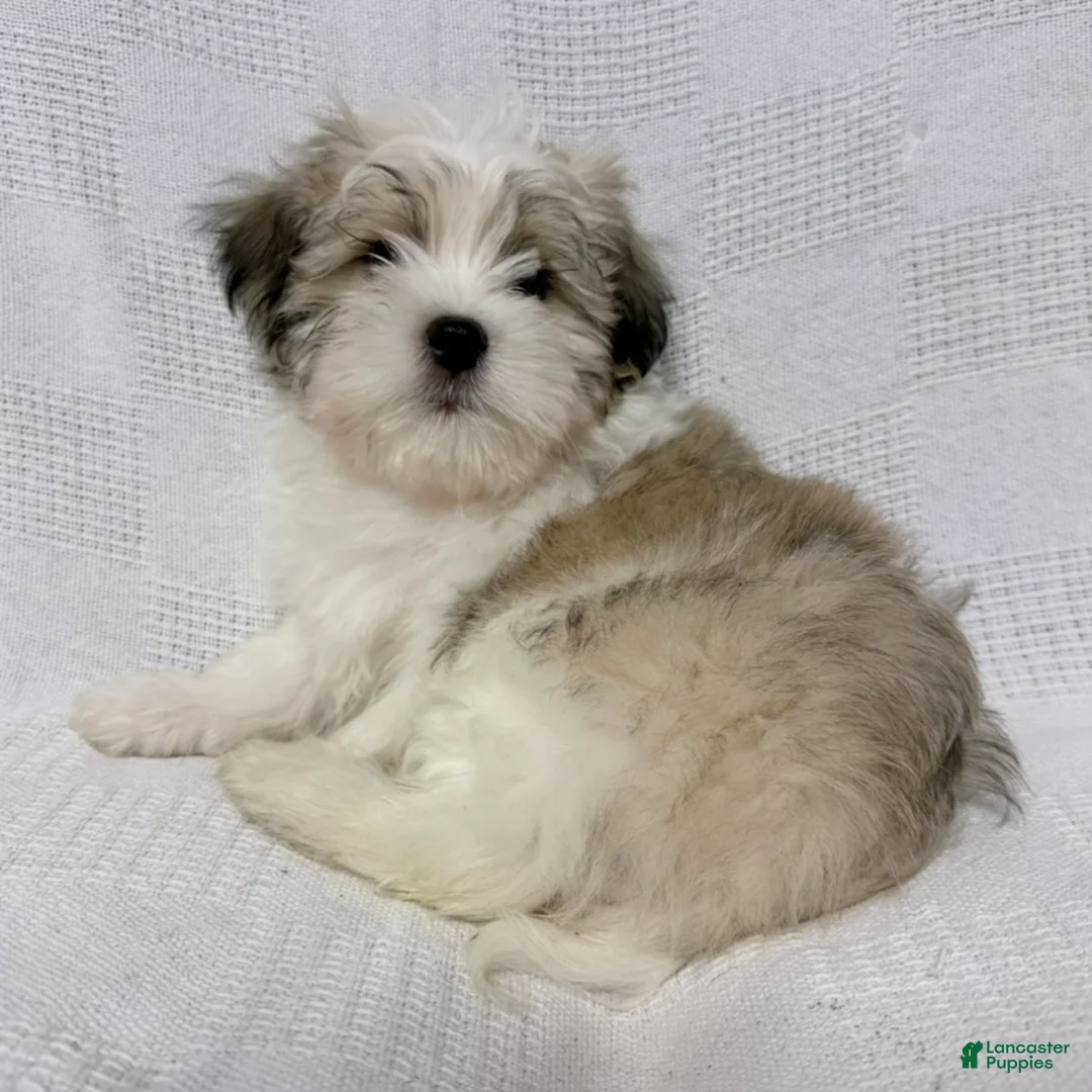 Malshi dogs for sale: Turkey - Ad 10