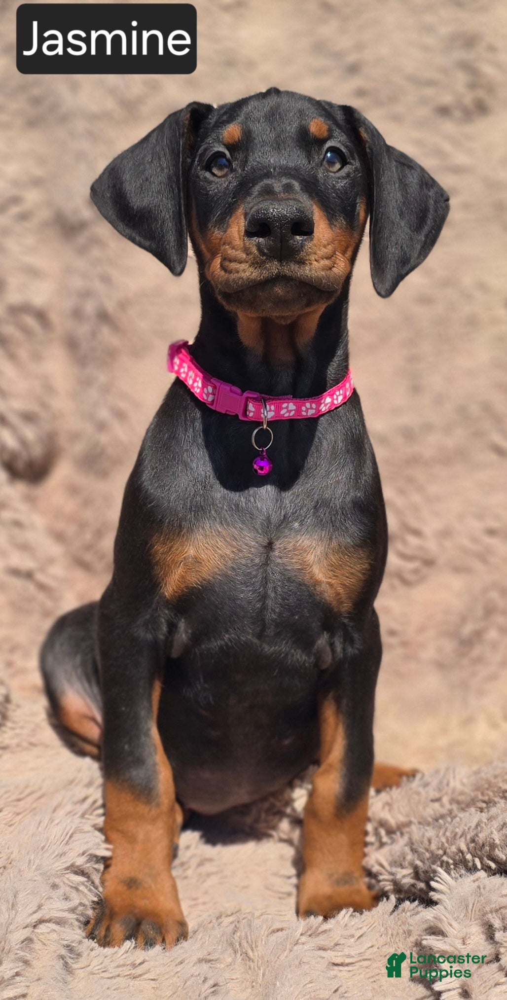 Doberman Pinscher dogs Jasmine  - Ad 2