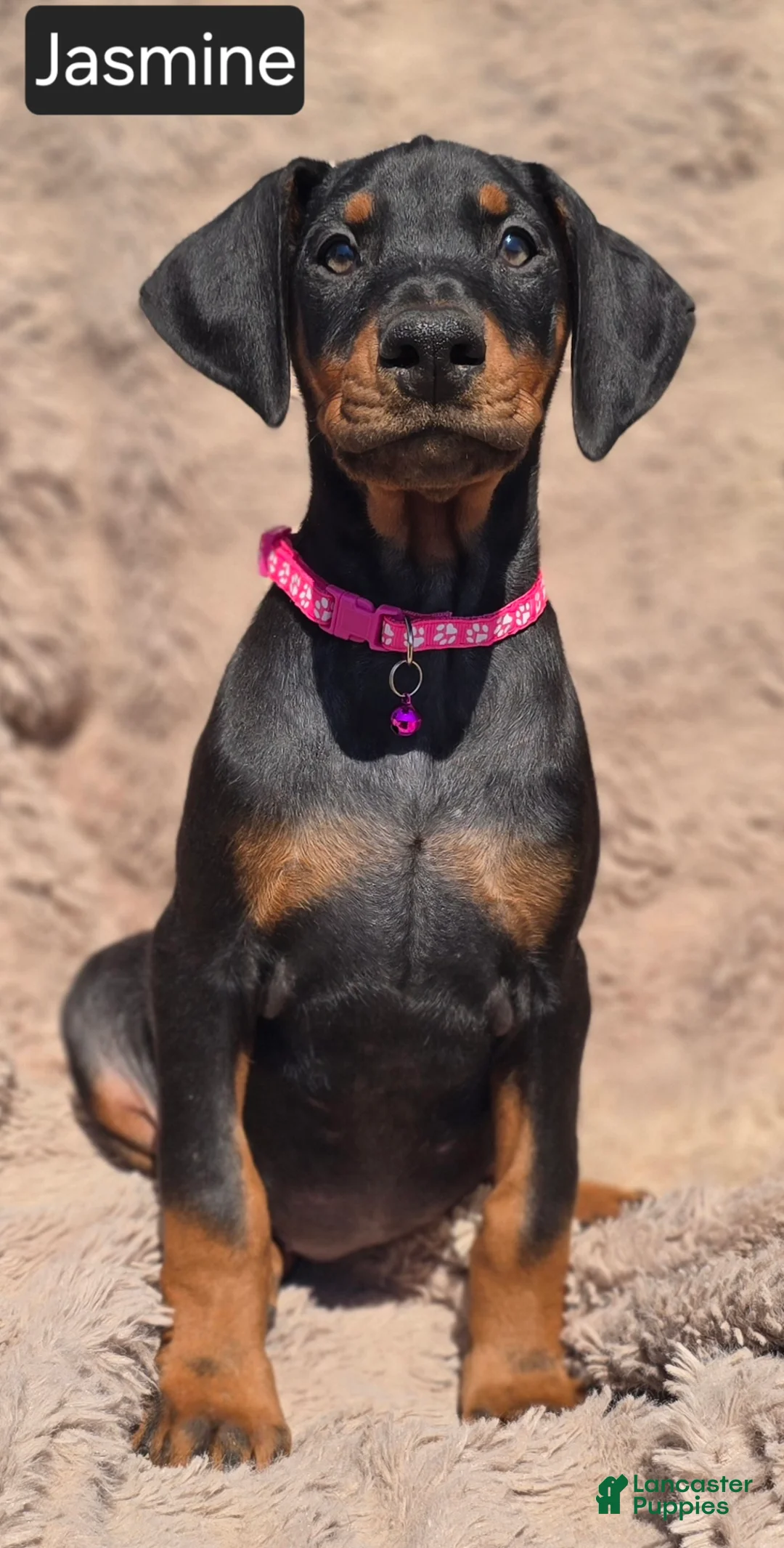 Doberman Pinscher dogs for sale: Jasmine  - Ad 2