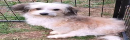 Shihpoo dogs for sale: Allie - Ad 6