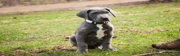 Great Dane dogs for sale: Winifred - Ad 5