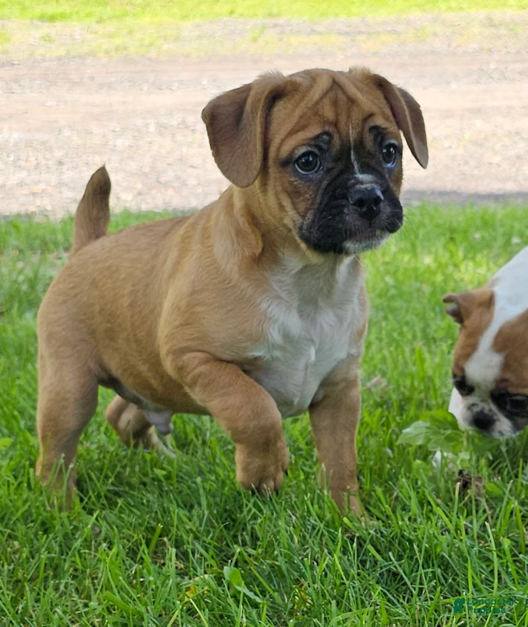 Mixed Breed dogs for sale: Punkin Pie - Ad 2