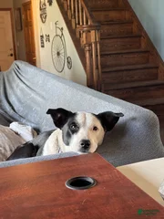 Gracie