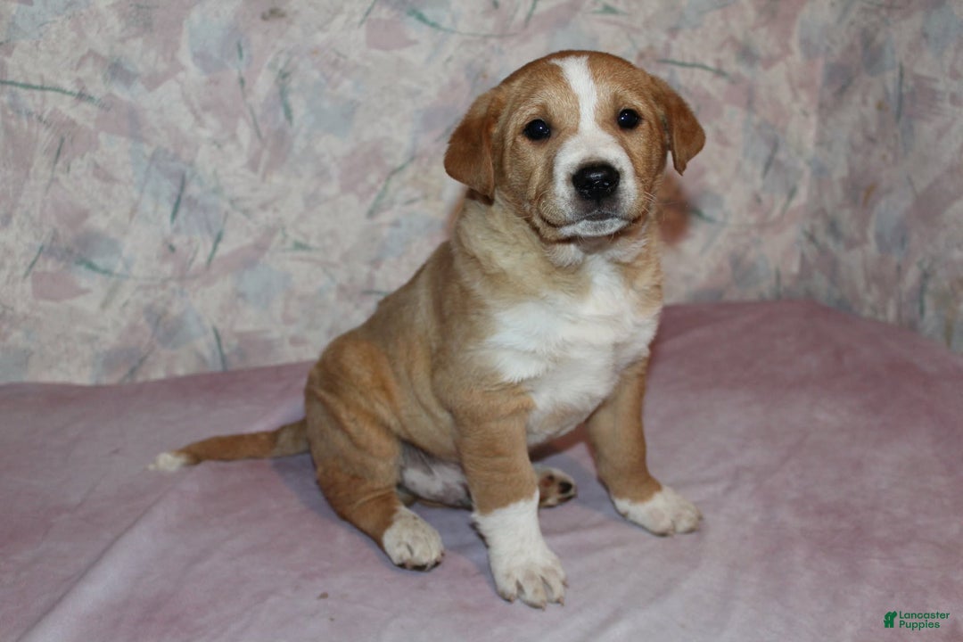 Goldador dogs for sale: Moose - Ad 1