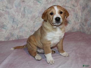 Goldador dogs Moose - Ad 6