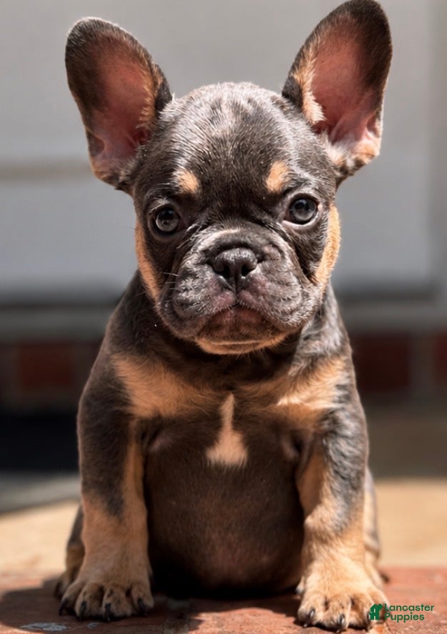 French Bulldog dogs Sparkle - Ad 1