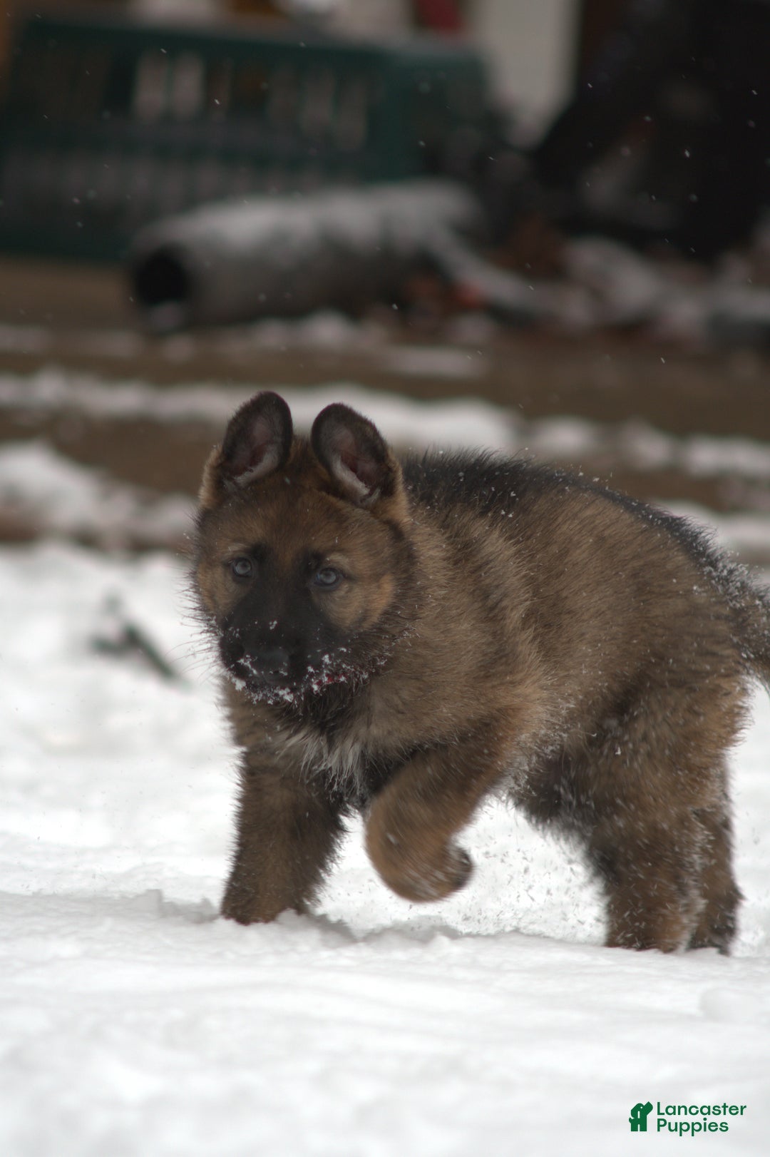 German Shepherd dogs for sale: German Shepherd Puppy 2 "Sage" - Ad 2