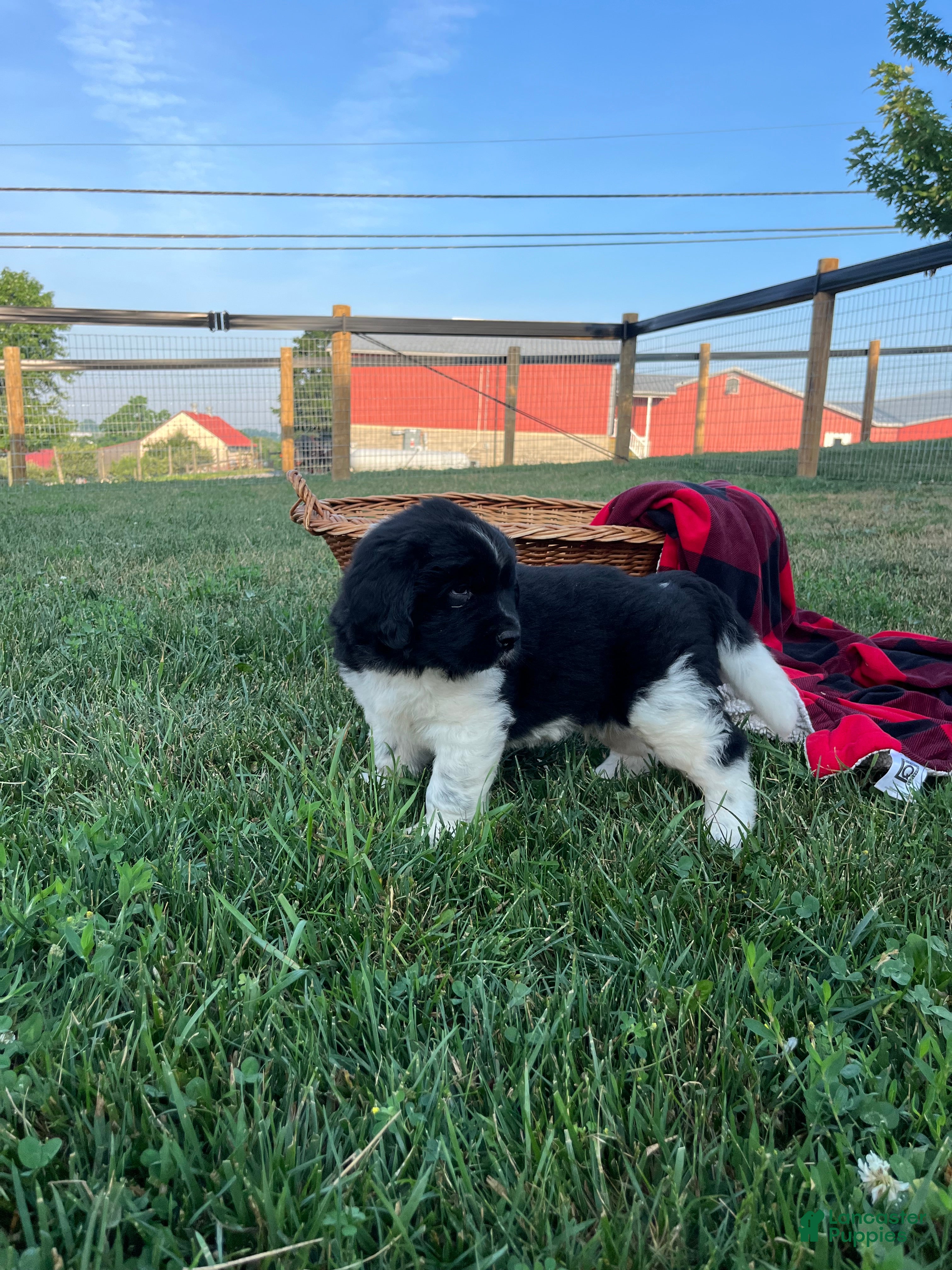 Newfoundland dogs Midnight❤️AKC Genetic Health Tested❤️Schedule a playdate - Ad 2