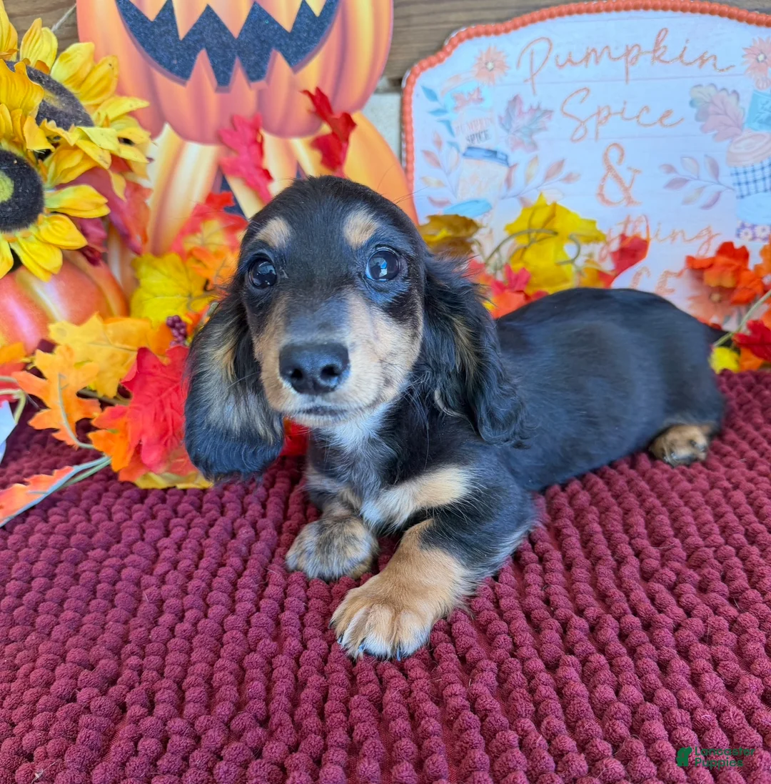 Miniature Dachshund dogs for sale: Ramsey - Ad 3