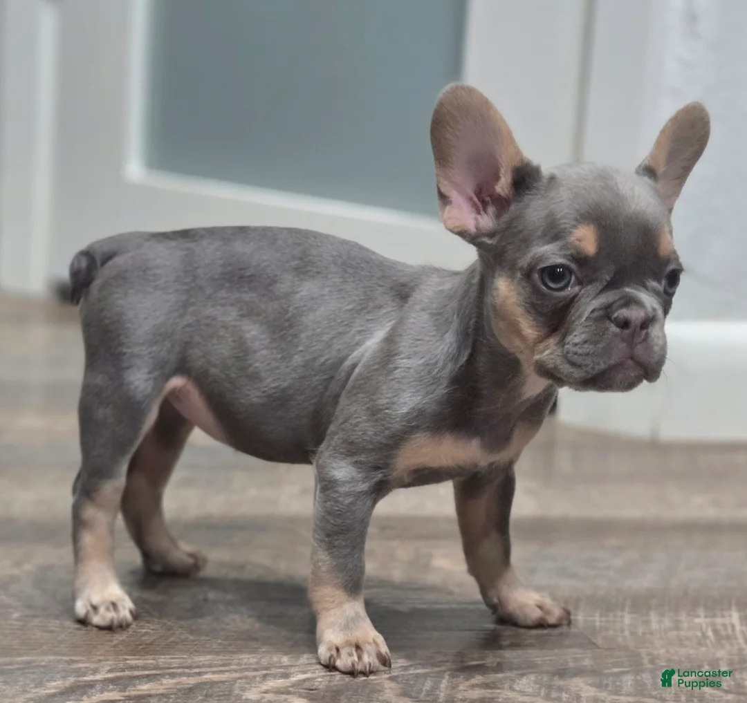 French Bulldog dogs for sale: 🩶🎂Shortcake🎂🩶 - Ad 2