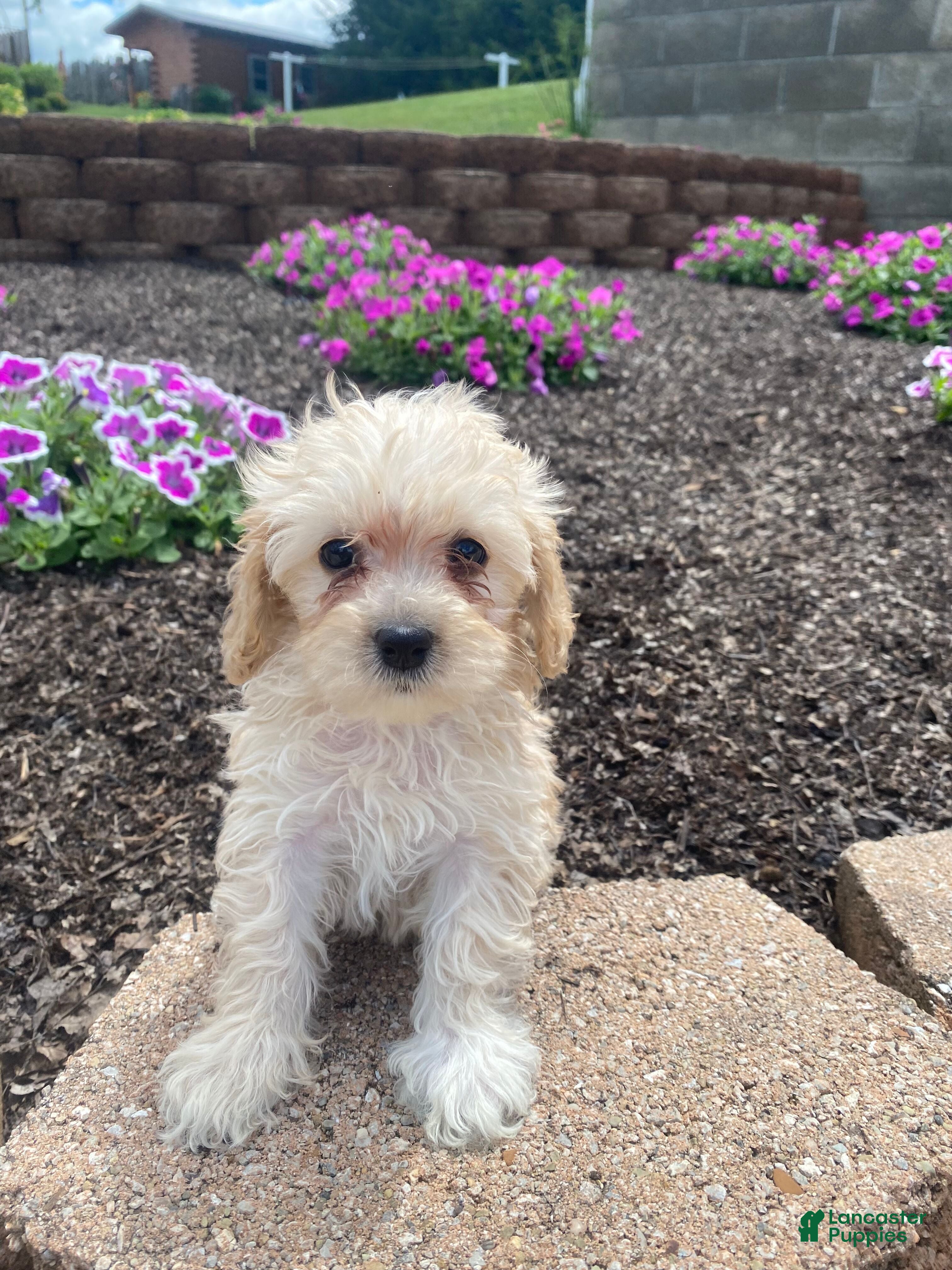 Cavapoo dogs Annie - Ad 2