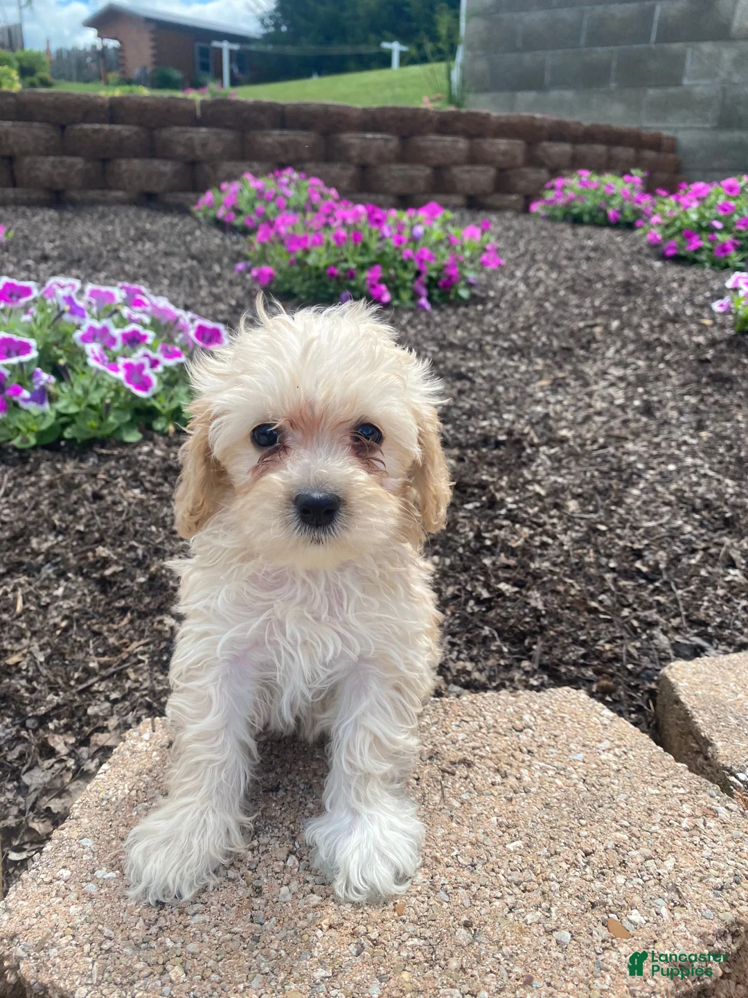 Cavapoo dogs for sale: Annie - Ad 2