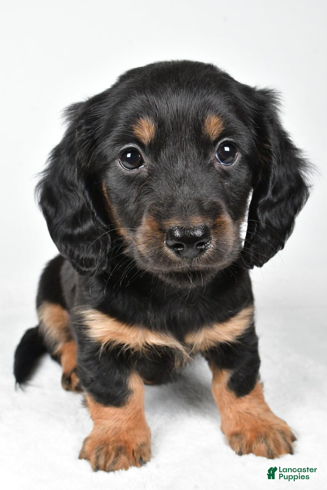 Miniature Dachshund dogs for sale: Dante - Ad 9