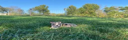 Boston Terrier dogs for sale: Blue Bobby - Ad 8
