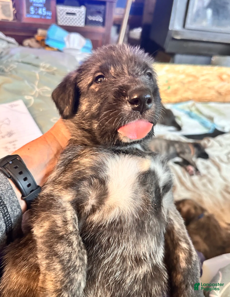 Irish Wolfhound dogs Bertha 907-575-2003 - Ad 2