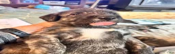 Irish Wolfhound dogs for sale: Bertha 907-575-2003 - Ad 2