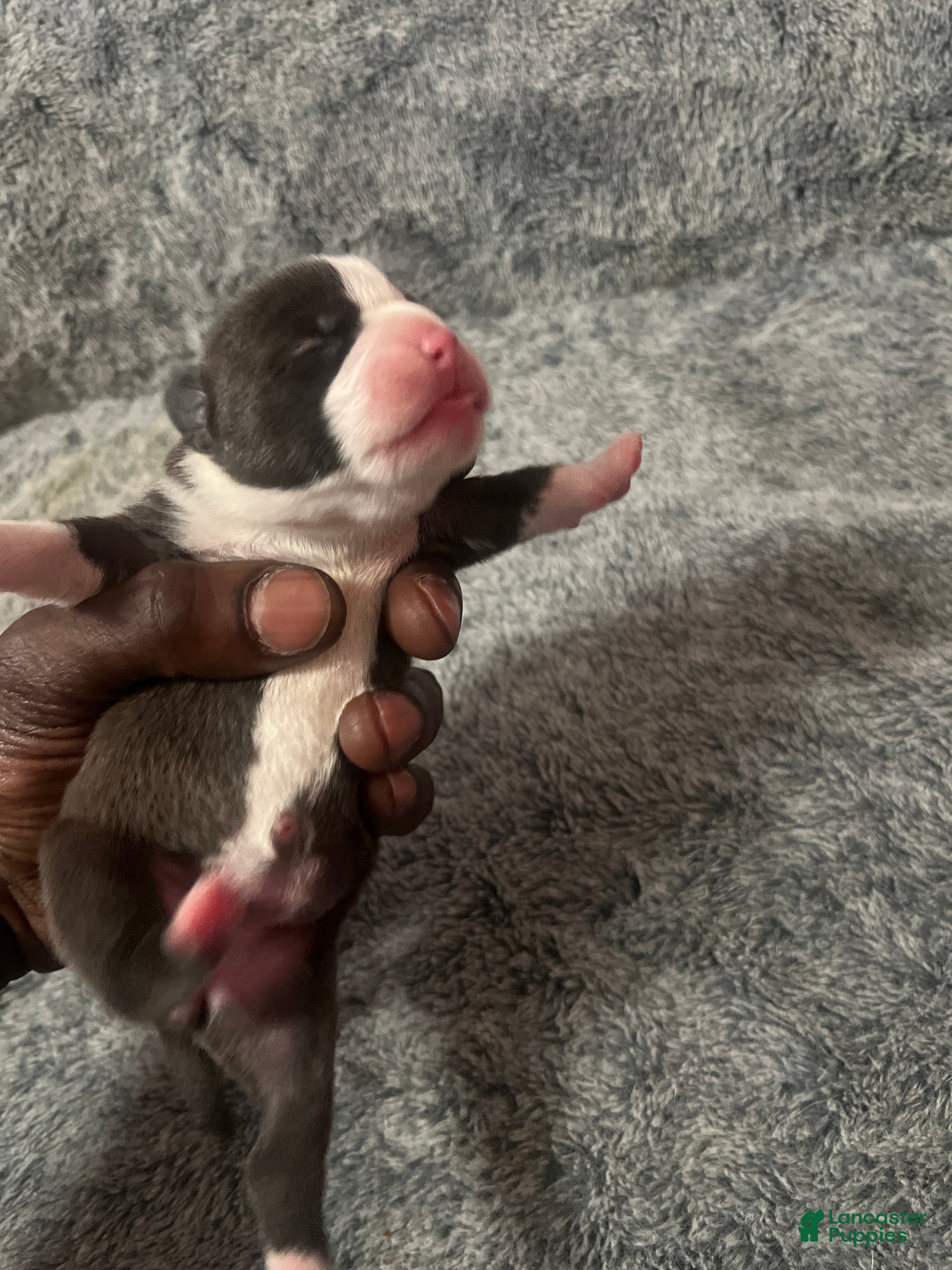American Bully dogs American Bully Puppy 6 - Ad 1