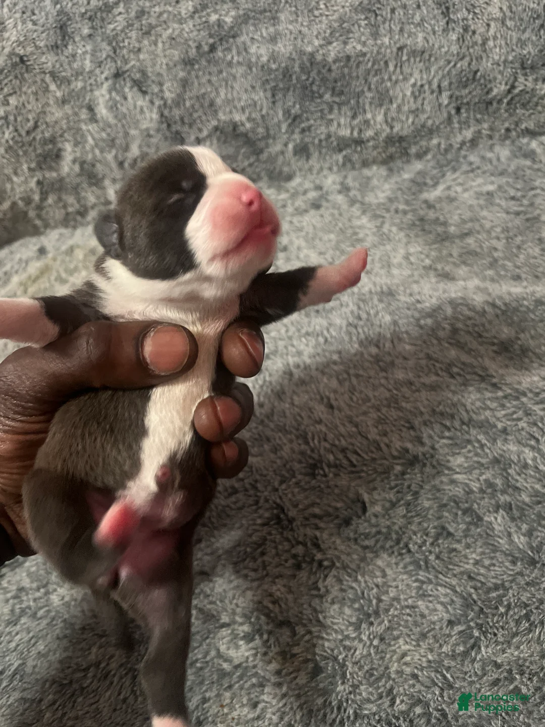 American Bully dogs for sale: American Bully Puppy 6 - Ad 1