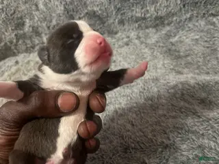 American Bully dogs American Bully Puppy 6 - Ad 2