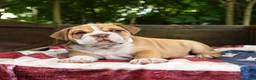 Olde English Bulldogge dogs for sale: Simbo - Ad 4