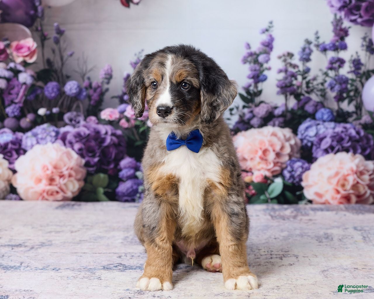 Bernedoodle dogs Leo - Ad 2